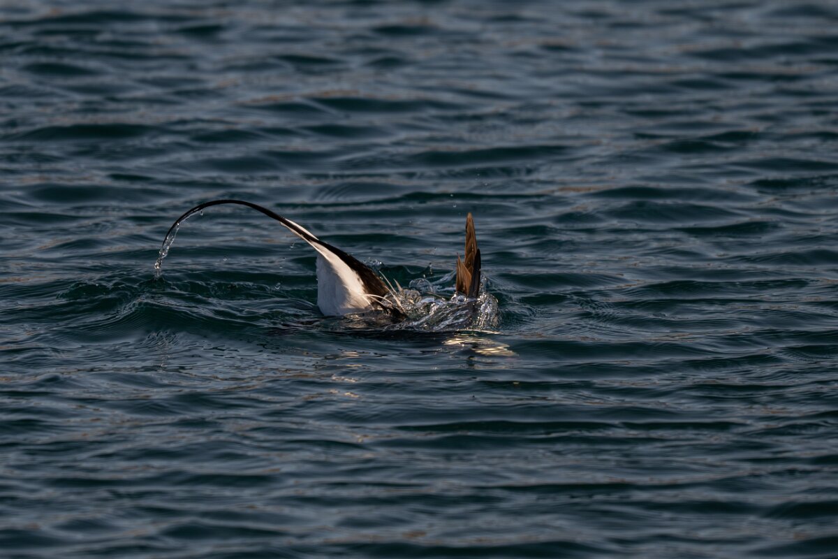 DPPhotography - Iceland - Long-tailed duck - X.jpg - Long-tailed duck, male diving - Húsavík harbour