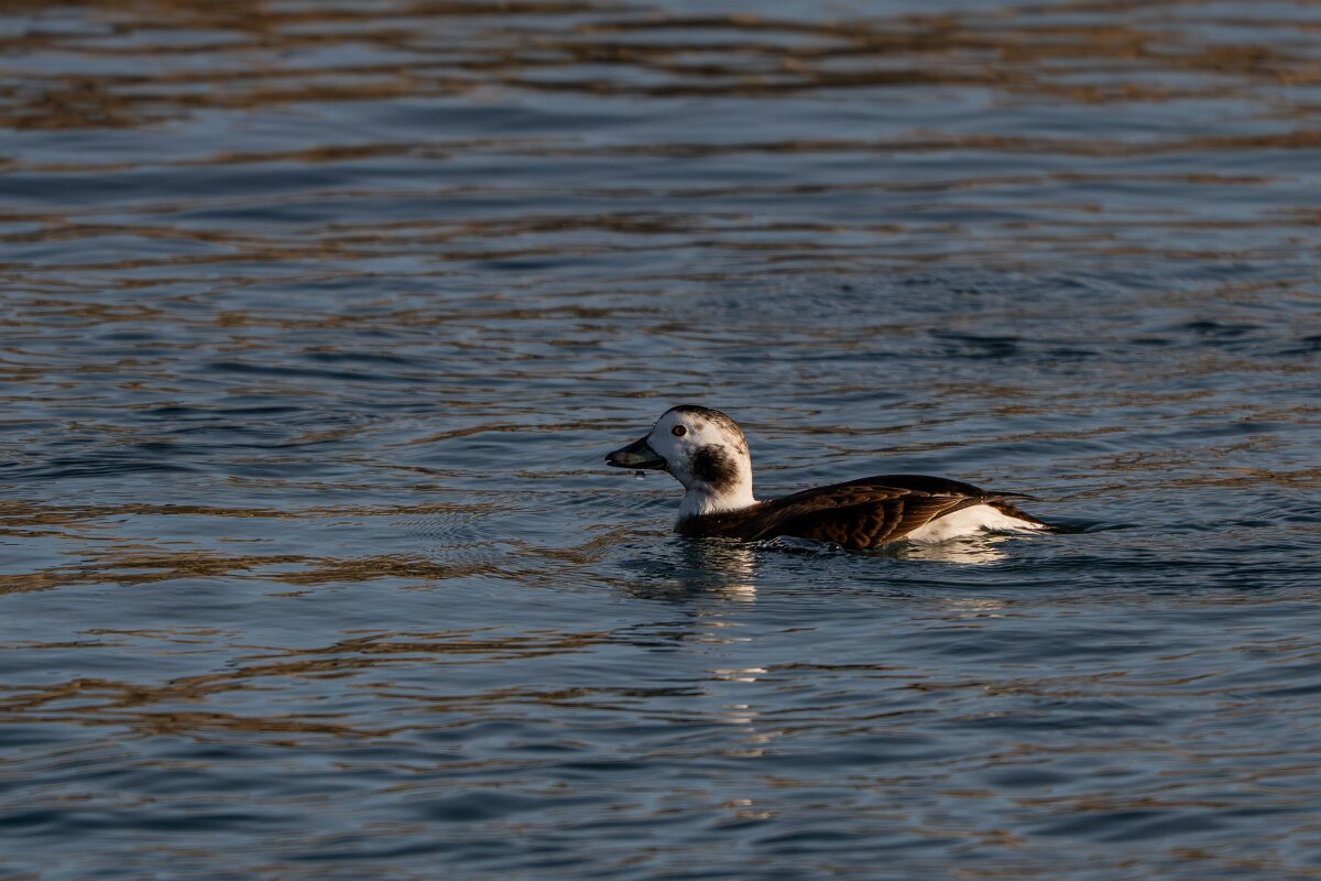 DPPhotography - Iceland - Long-tailed duck - Z.jpg - Long-tailed duck, female - Húsavík harbour