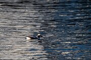 DPPhotography - Iceland - Long-tailed duck - A