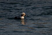 DPPhotography - Iceland - Long-tailed duck - AC