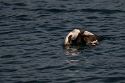DPPhotography - Iceland - Long-tailed duck - AF