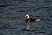DPPhotography - Iceland - Long-tailed duck - AH