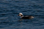 DPPhotography - Iceland - Long-tailed duck - AJ