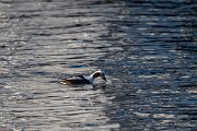 DPPhotography - Iceland - Long-tailed duck - B
