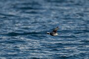 DPPhotography - Iceland - Long-tailed duck - G
