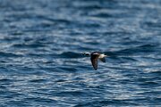 DPPhotography - Iceland - Long-tailed duck - H