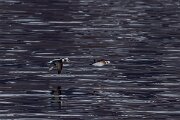 DPPhotography - Iceland - Long-tailed duck - K