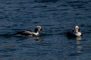 DPPhotography - Iceland - Long-tailed duck - L