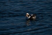 DPPhotography - Iceland - Long-tailed duck - M