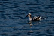 DPPhotography - Iceland - Long-tailed duck - N