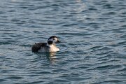DPPhotography - Iceland - Long-tailed duck - R