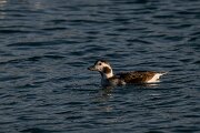 DPPhotography - Iceland - Long-tailed duck - S