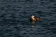 DPPhotography - Iceland - Long-tailed duck - T