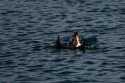 DPPhotography - Iceland - Long-tailed duck - U