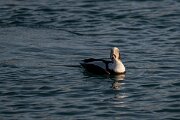 DPPhotography - Iceland - Long-tailed duck - V