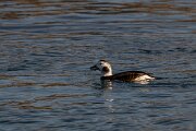 DPPhotography - Iceland - Long-tailed duck - Z