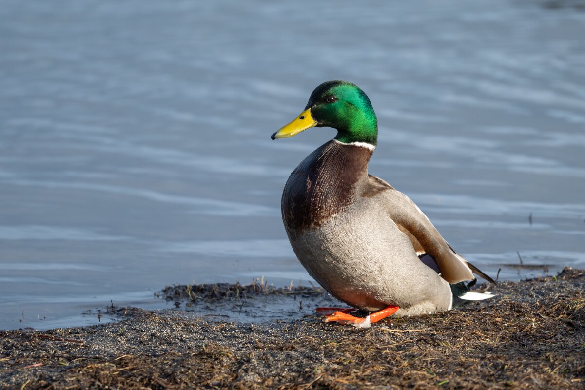 DPPhotography - Iceland - Mallard - B.jpg - Mallard, male - Bakkatjörn