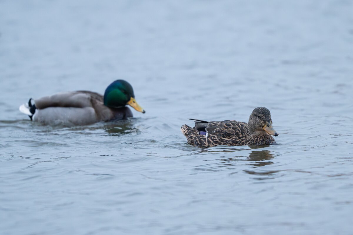 DPPhotography - Iceland - Mallard - C.jpg - Mallard, pair - Tjörnin Lake
