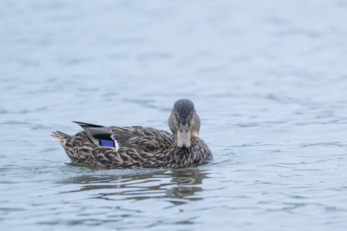 DPPhotography - Iceland - Mallard - E.jpg - Mallard, female - Tjörnin Lake