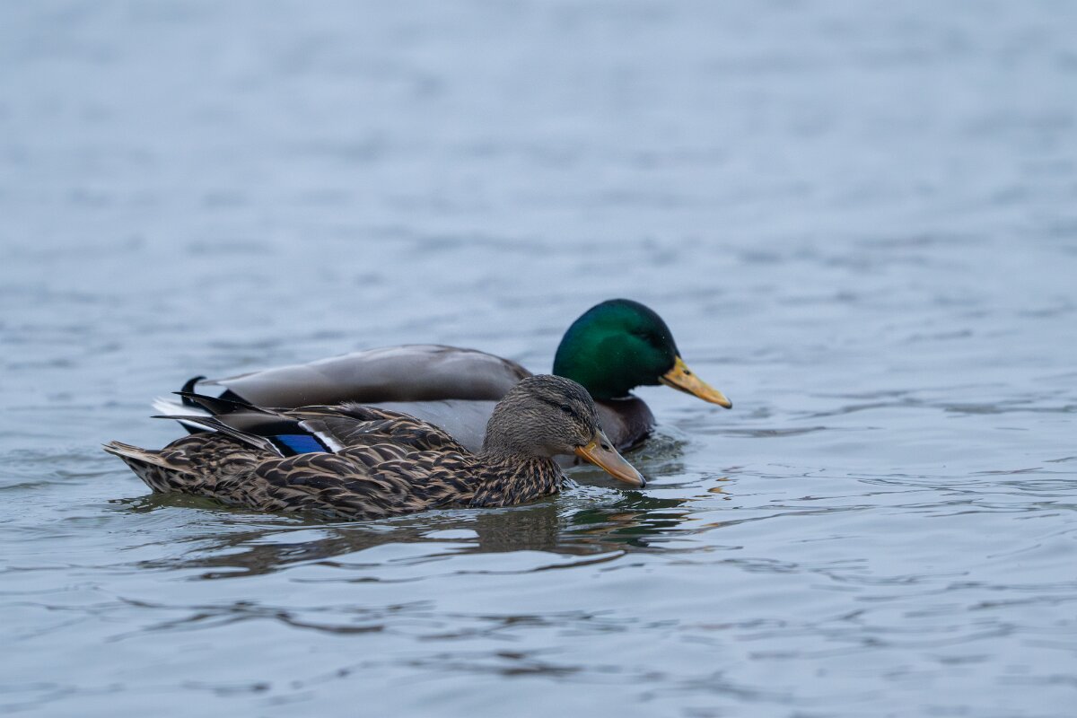 DPPhotography - Iceland - Mallard - F.jpg - Mallard, pair - Tjörnin Lake