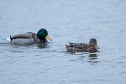 DPPhotography - Iceland - Mallard - C