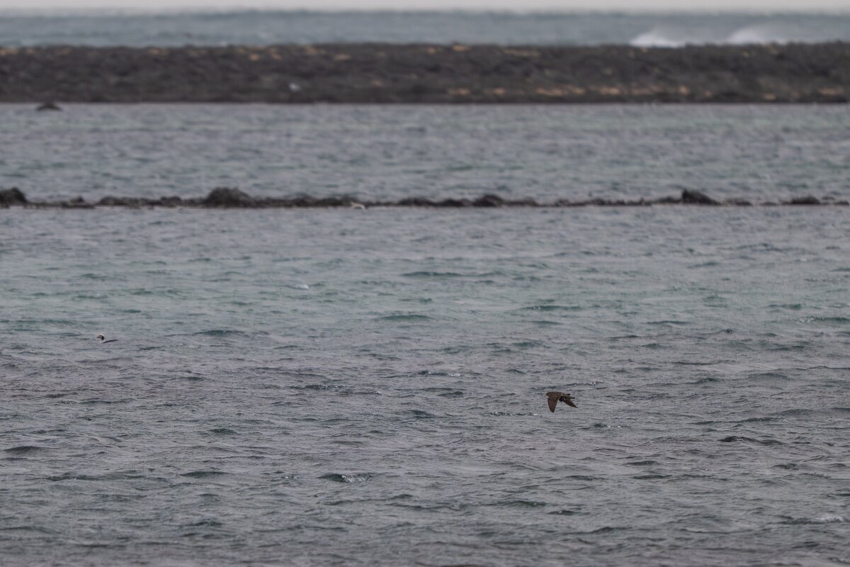 DPPhotography - Iceland - Merlin - A.jpg - Merlin with prey - Garður Old Lighthouse,