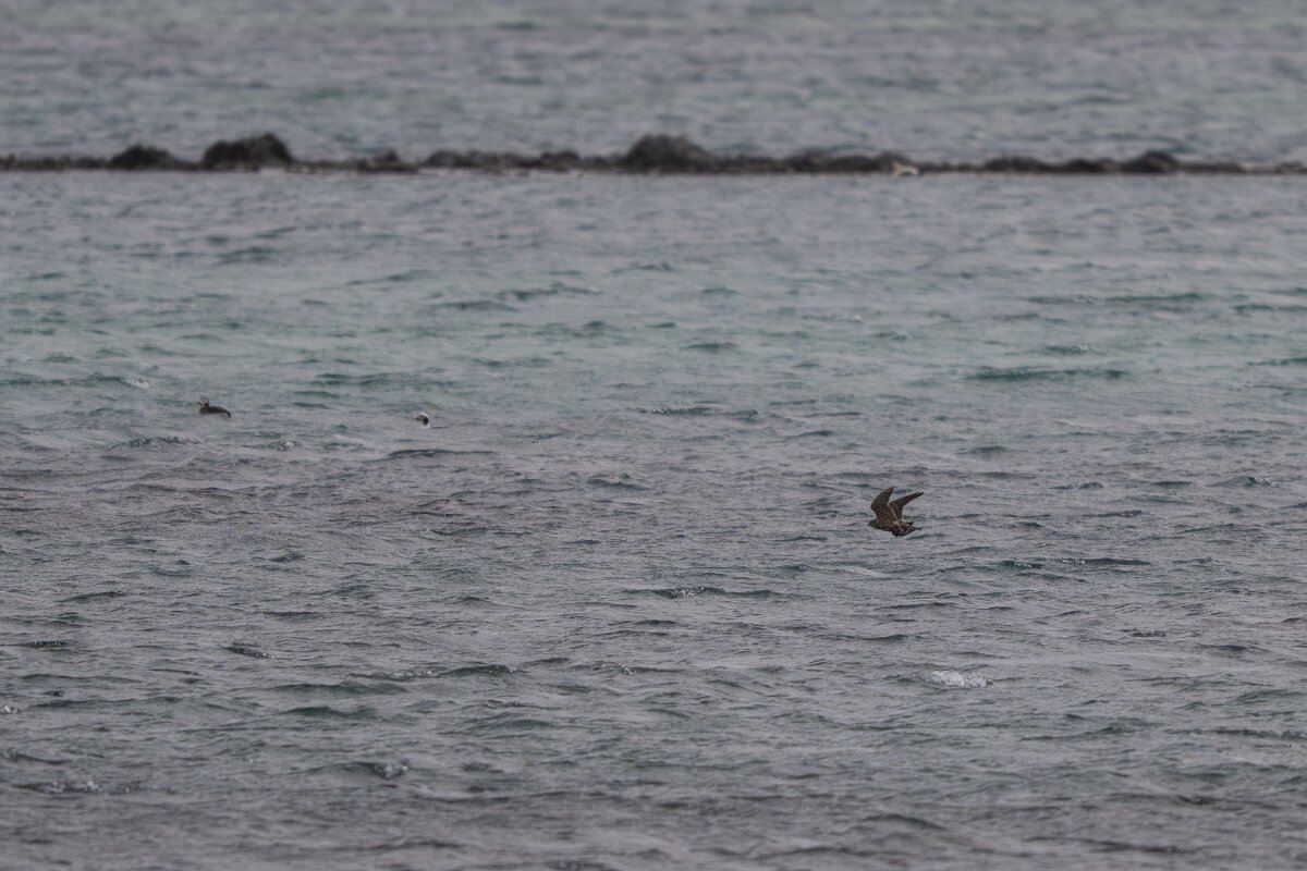 DPPhotography - Iceland - Merlin - B.jpg - Merlin with prey - Garður Old Lighthouse,