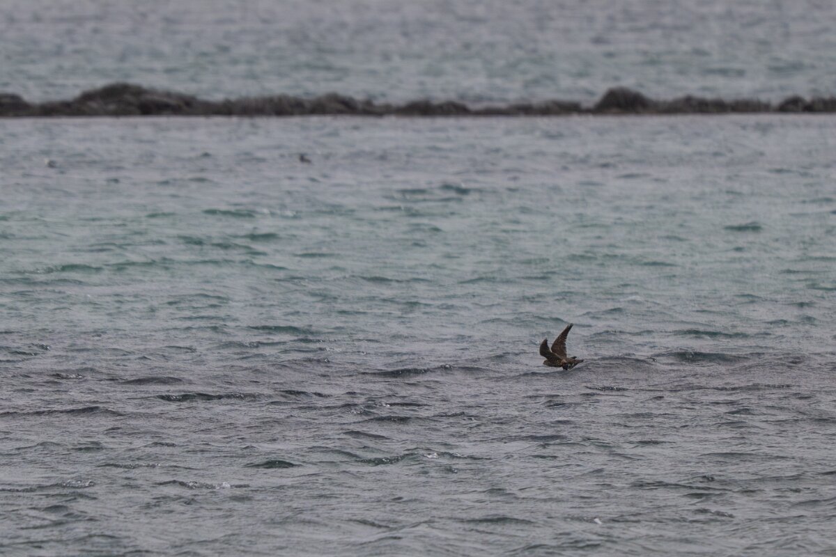 DPPhotography - Iceland - Merlin - C.jpg - Merlin with prey - Garður Old Lighthouse,