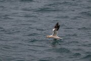 DPPhotography - Iceland - Northern gannet - A