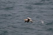 DPPhotography - Iceland - Northern gannet - C