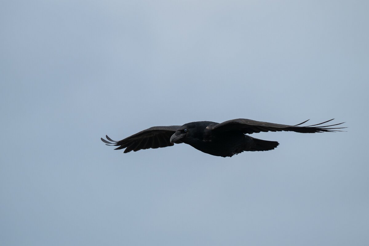 DPPhotography - Iceland - Northern raven - A.jpg - Northern raven - Álftanes--Hliðsnes