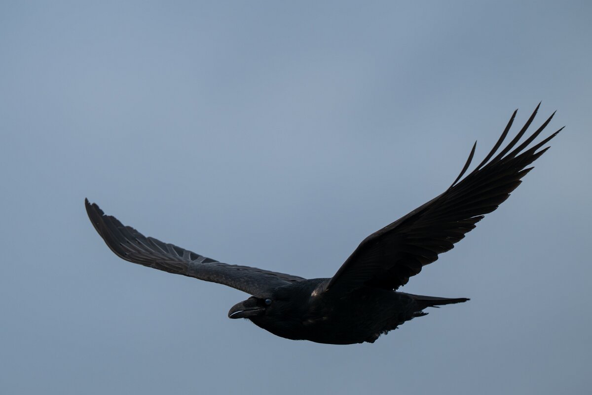 DPPhotography - Iceland - Northern raven - C.jpg - Northern raven - Álftanes--Hliðsnes