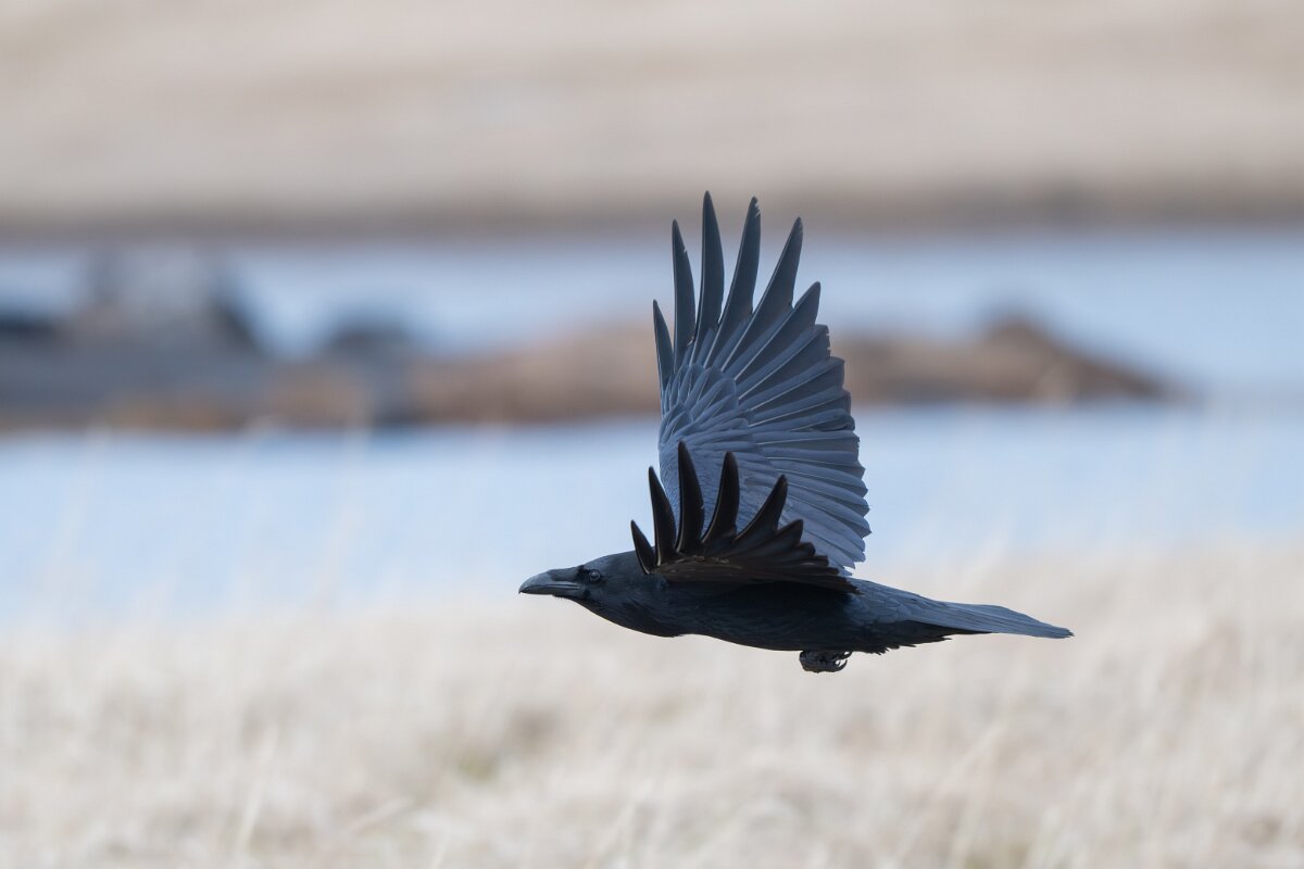 DPPhotography - Iceland - Northern raven - E.jpg - Northern raven - Rif