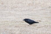 DPPhotography - Iceland - Northern raven - D