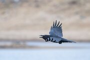 DPPhotography - Iceland - Northern raven - F