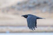 DPPhotography - Iceland - Northern raven - G