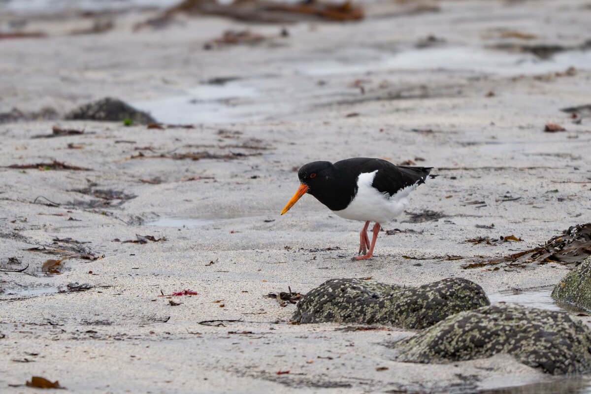 DPPhotography - Iceland - Oystercatcher - C.jpg - Oystercatcher - Garður Old Lighthouse