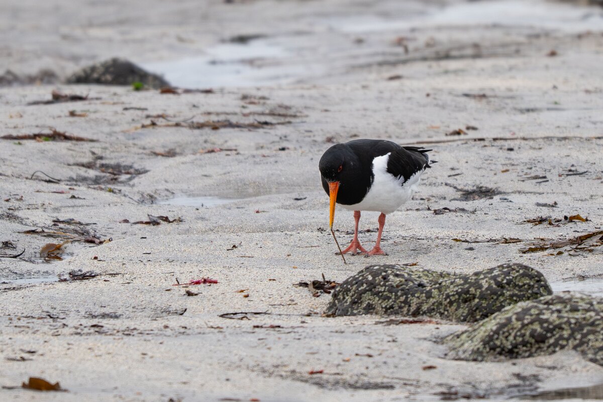 DPPhotography - Iceland - Oystercatcher - D.jpg - Oystercatcher - Garður Old Lighthouse