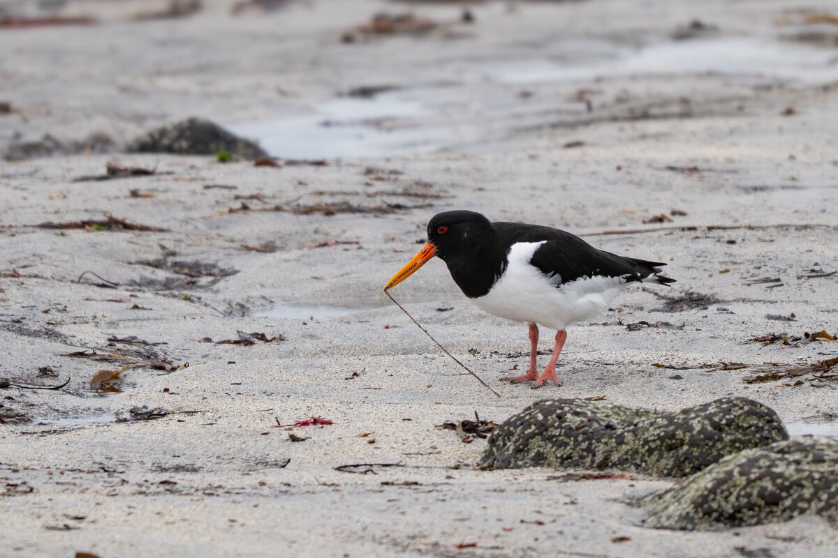 DPPhotography - Iceland - Oystercatcher - E.jpg - Oystercatcher with prey - Garður Old Lighthouse