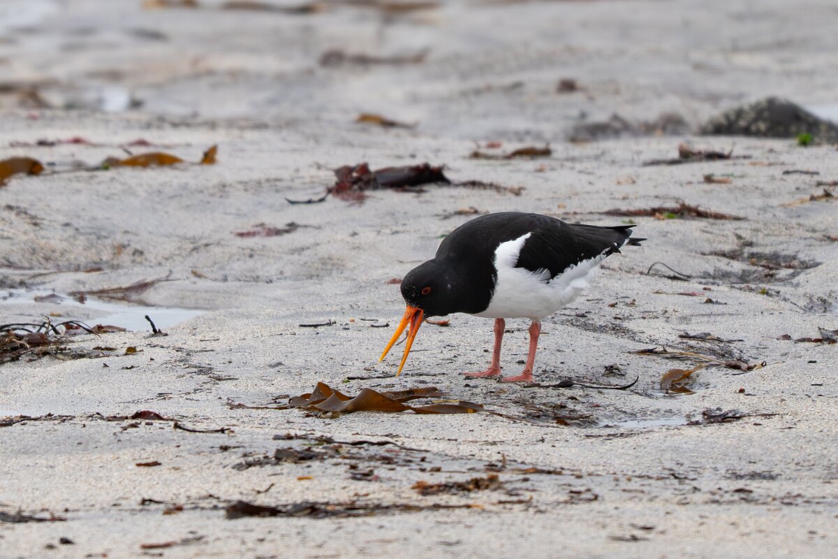 DPPhotography - Iceland - Oystercatcher - F.jpg - Oystercatcher - Garður Old Lighthouse