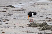 DPPhotography - Iceland - Oystercatcher - D