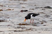 DPPhotography - Iceland - Oystercatcher - F