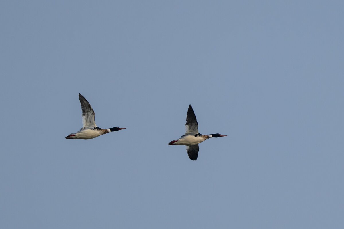 DPPhotography - Iceland - Red-breasted merganser - B.jpg - Red-breasted mergansers in flight - Bessastaðatjörn
