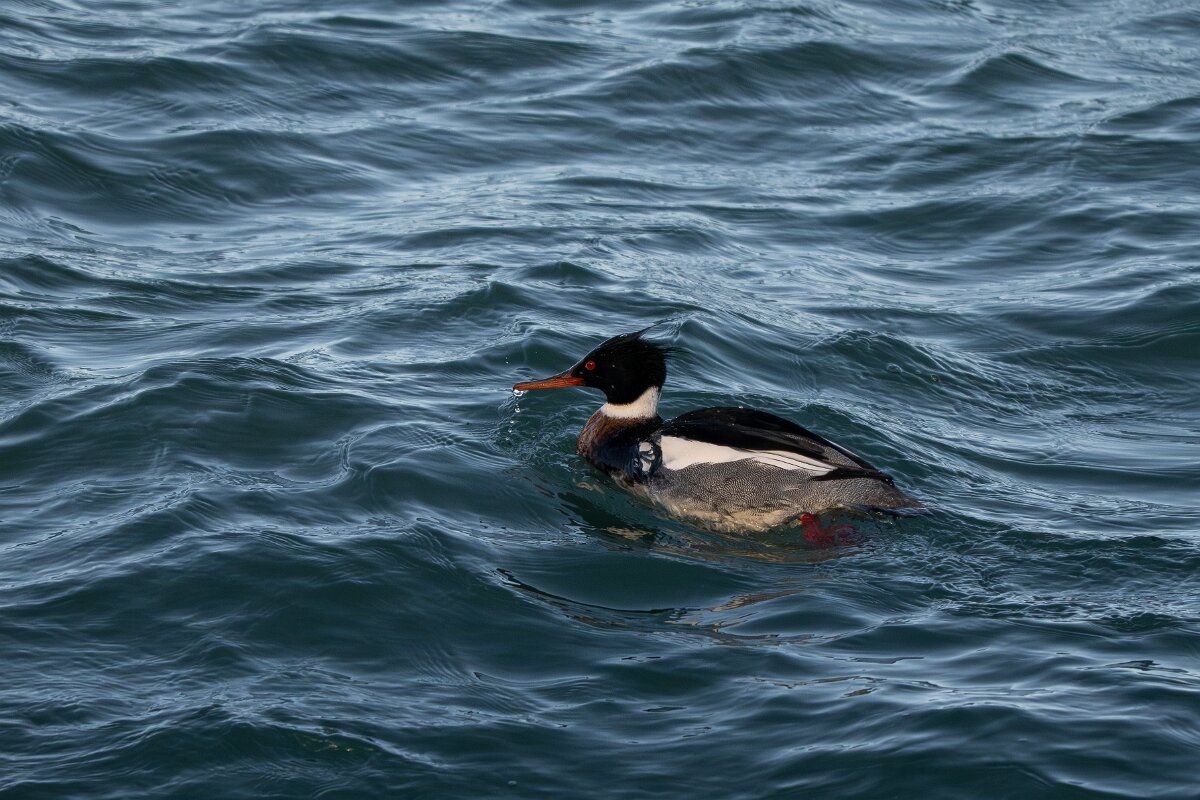DPPhotography - Iceland - Red-breasted merganser - C.jpg - Red-breasted merganser, male - Húsavík harbour