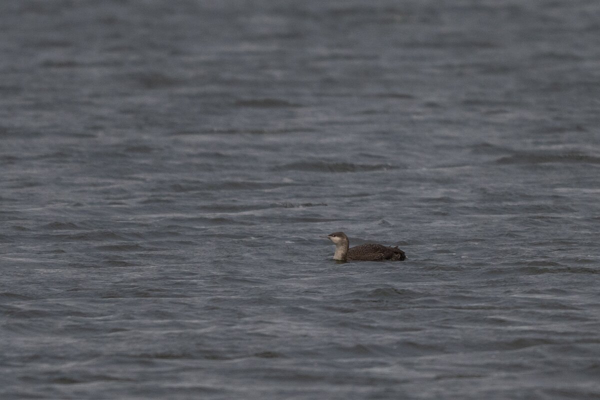 DPPhotography - Iceland - Red-throated diver - A.jpg - Red-throated diver, non-breeding plumage - Bessastaðatjörn