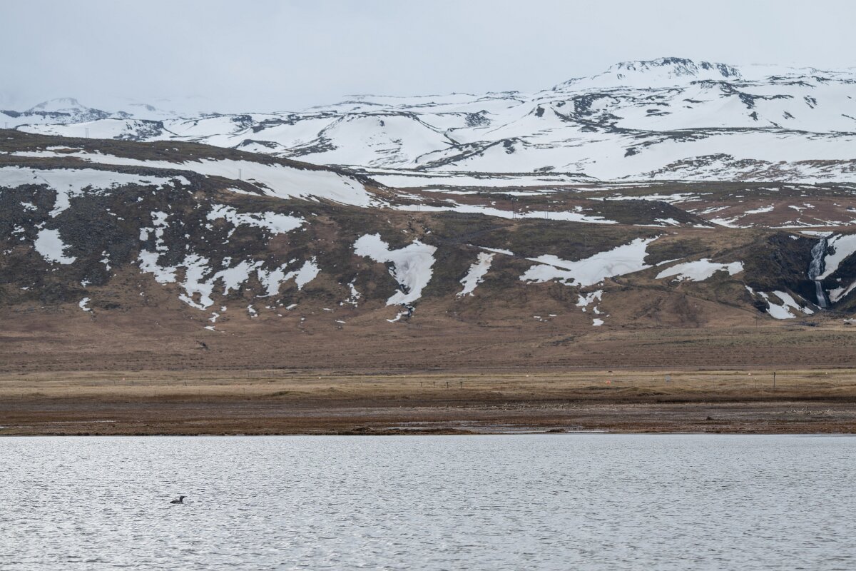 DPPhotography - Iceland - Red-throated diver - AC.jpg - Red-throated diver - Rif