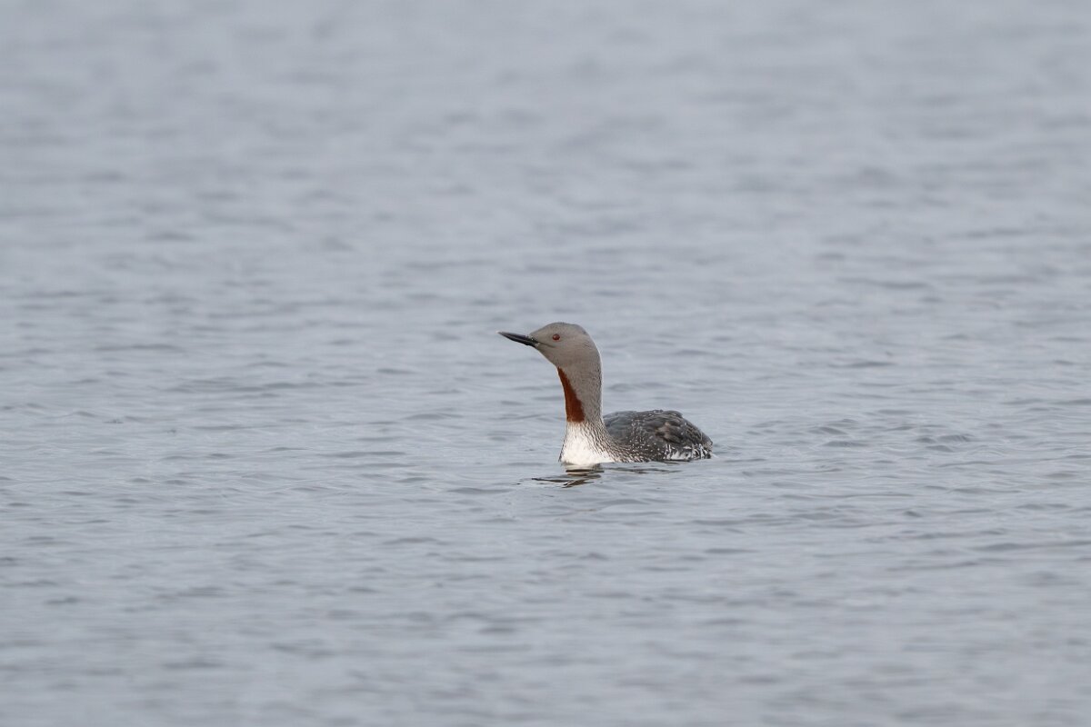 DPPhotography - Iceland - Red-throated diver - D.jpg - Red-throated diver - Rif