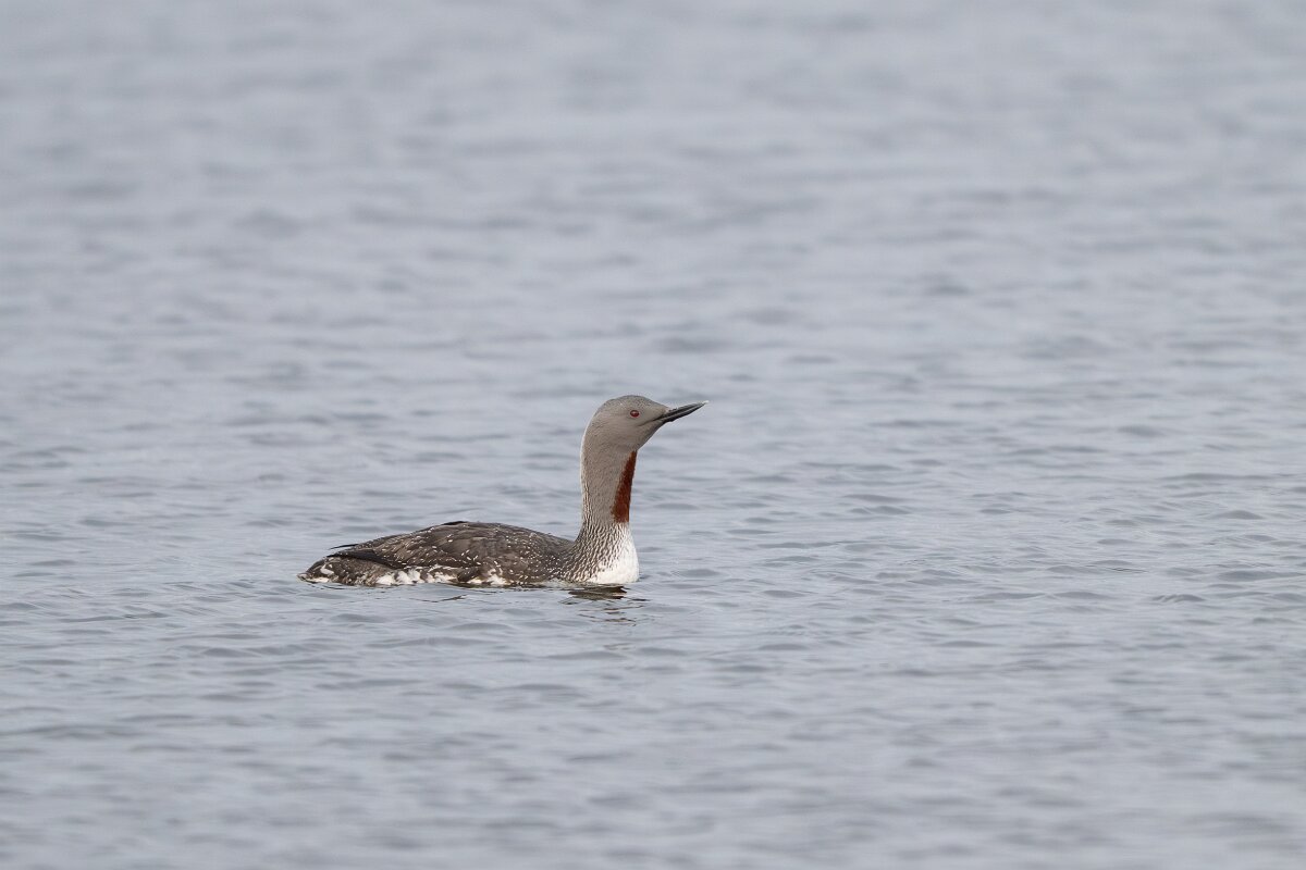 DPPhotography - Iceland - Red-throated diver - E.jpg - Red-throated diver - Rif