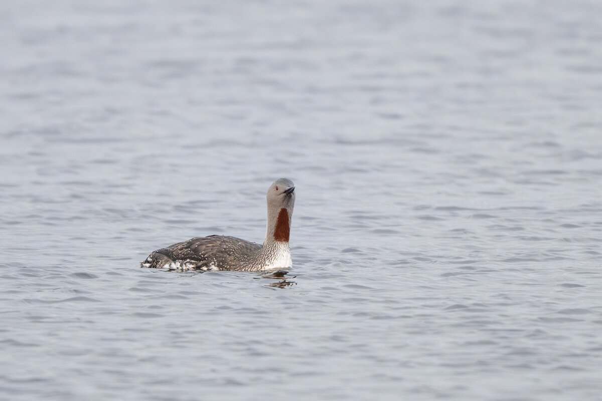 DPPhotography - Iceland - Red-throated diver - F.jpg - Red-throated diver - Rif