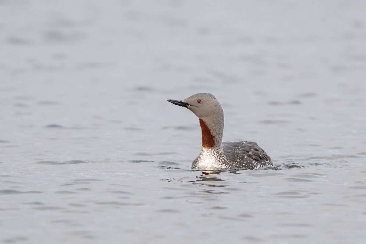 DPPhotography - Iceland - Red-throated diver - H.jpg - Red-throated diver - Rif